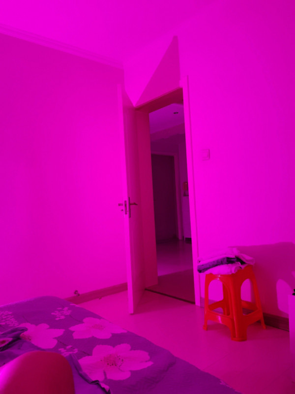 中北镇一字马大苹果